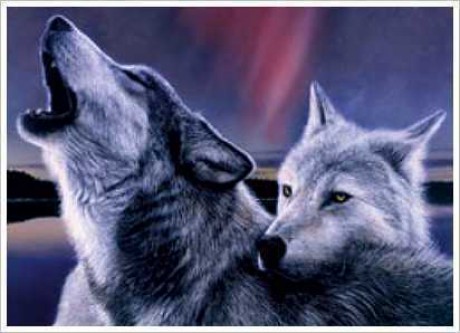 Wolf-world-of-wolfs-and-werewolfs-9449462-412-298