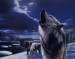 kevin-daniel-howling-wolves